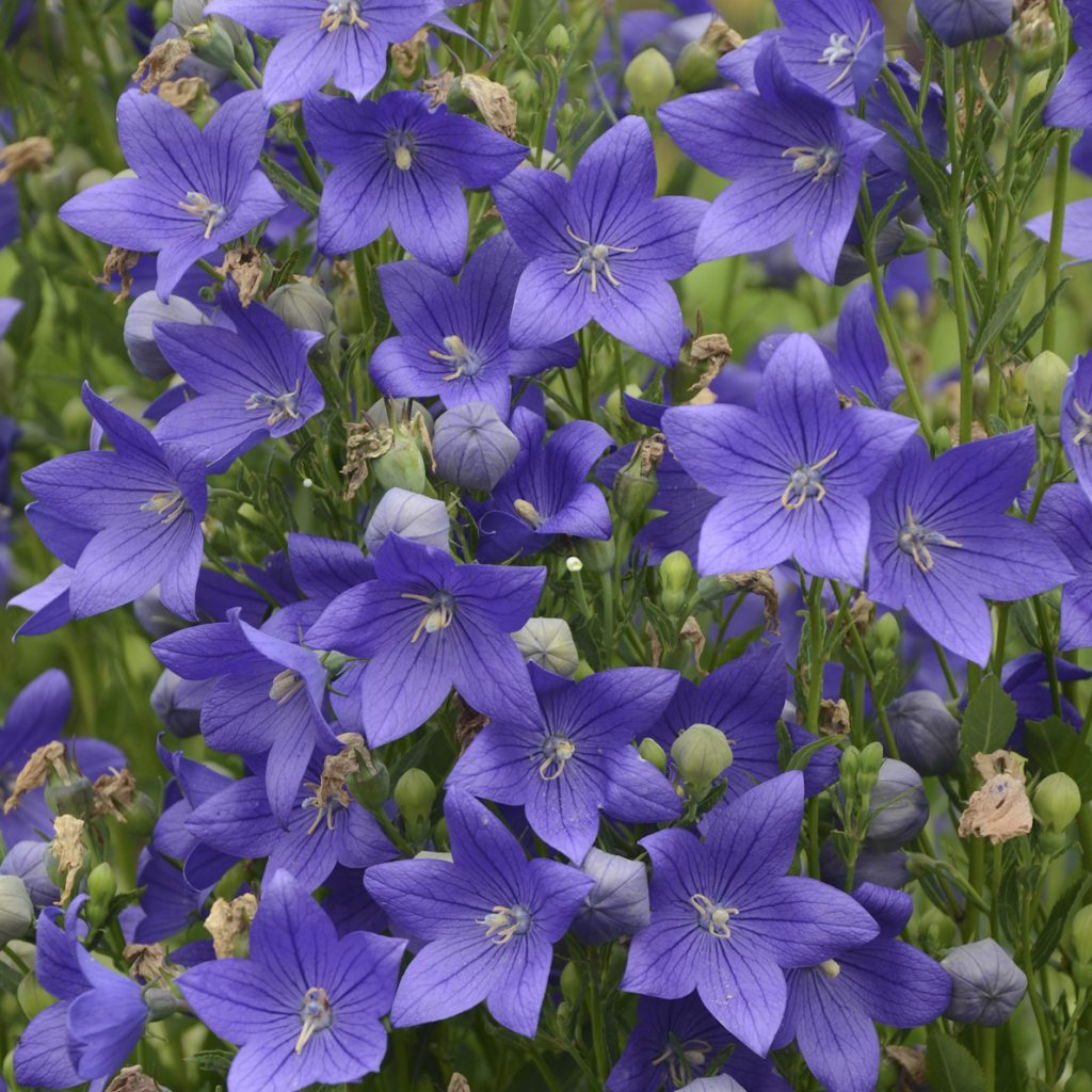 Balloon Flower'Fuji Blue' Walters