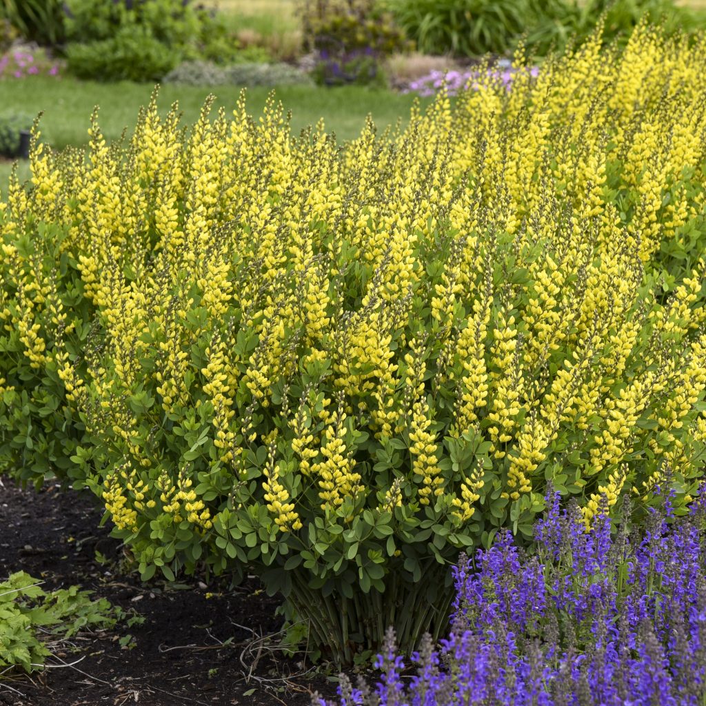 Baptisia 'American Goldfinch' Walters