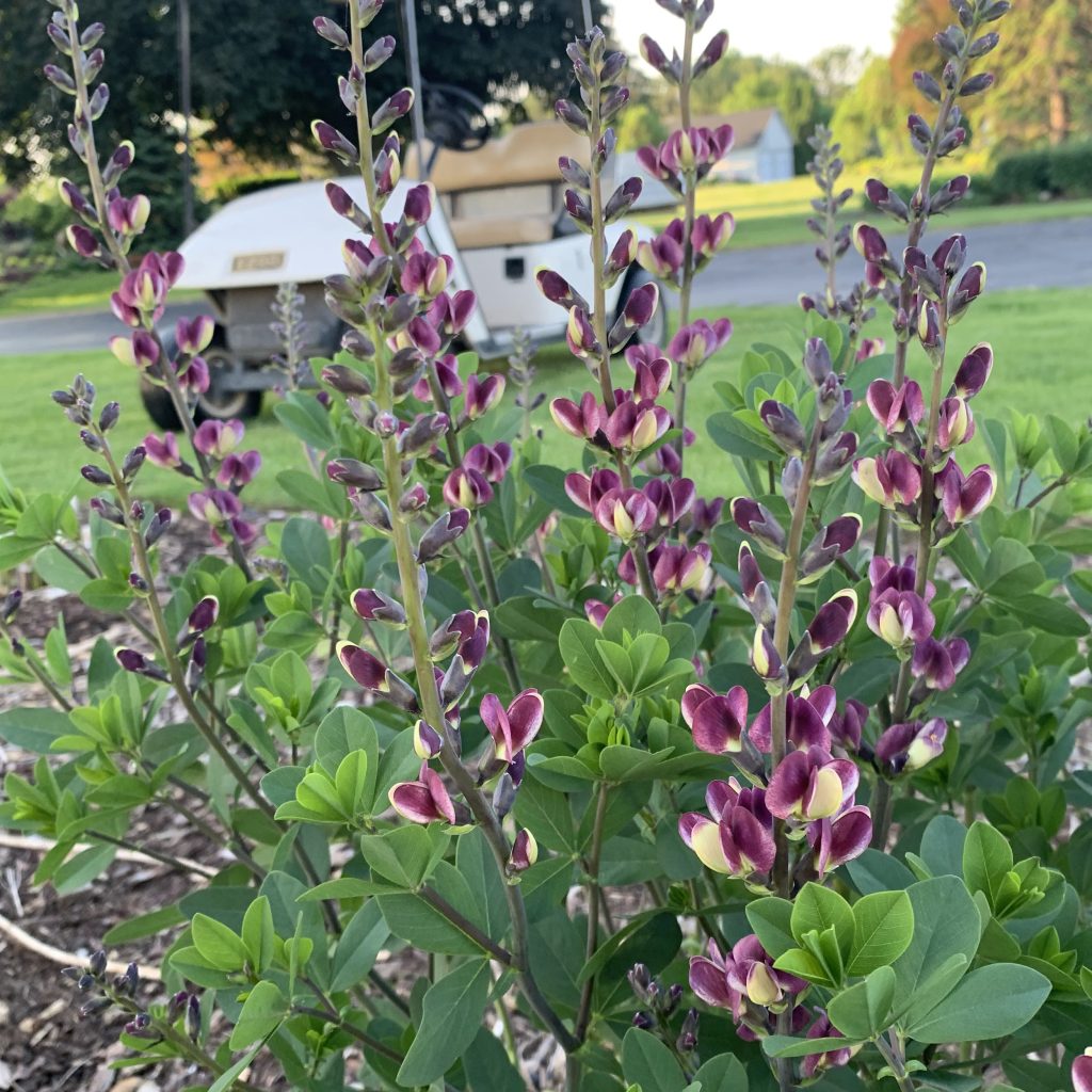 Baptisia 'Grape Escape' Walters