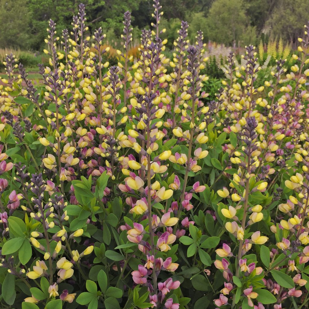 Baptisia 'Pink Lemonade' Walters
