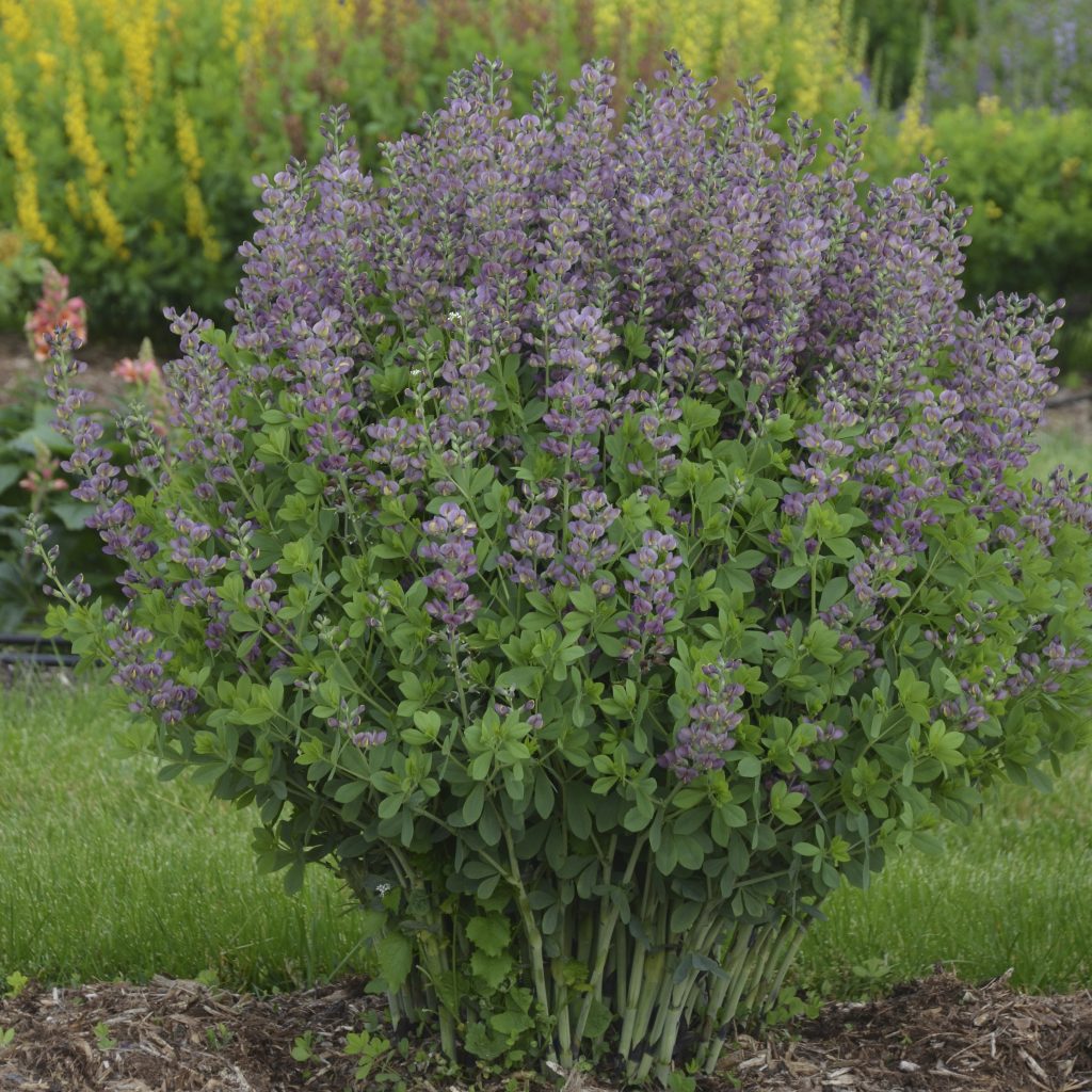 Baptisia 'Violet Dusk' Walters