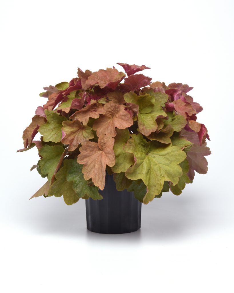 Big Top Carmel Apple Coral Bell Ball Hort