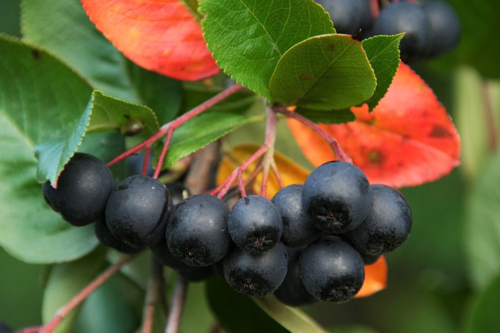 Black Aronia