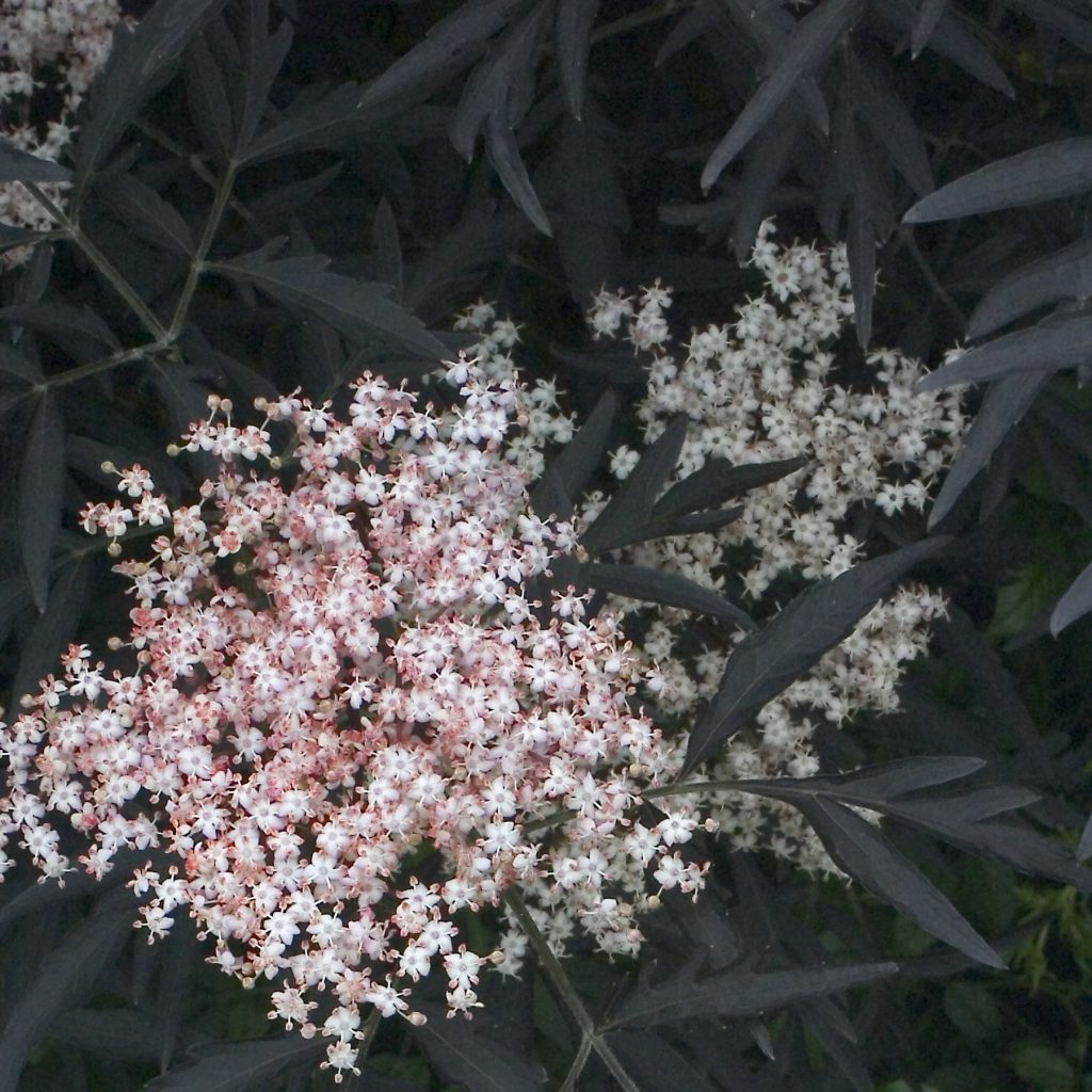 Black Lace Elderberry Proven WInners