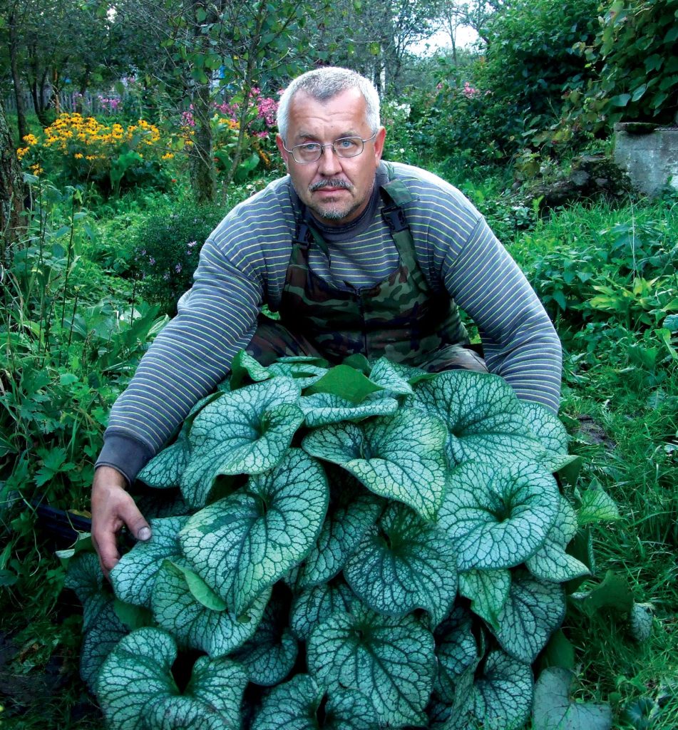 Brunnera Alexander's Great