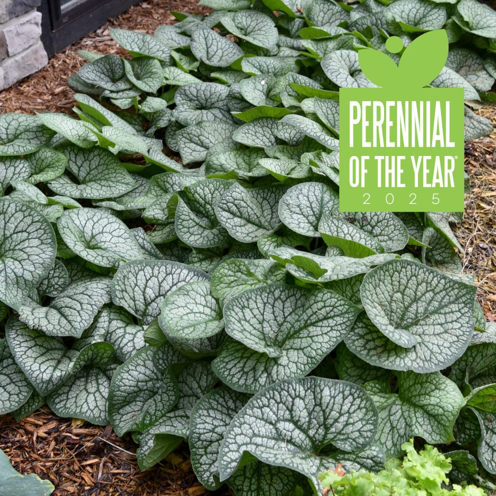 Brunnera 'Jack of Diamonds' Proven Winners