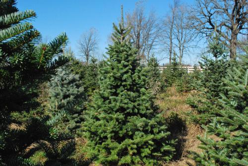Canaan fir Bert Cregg MSU