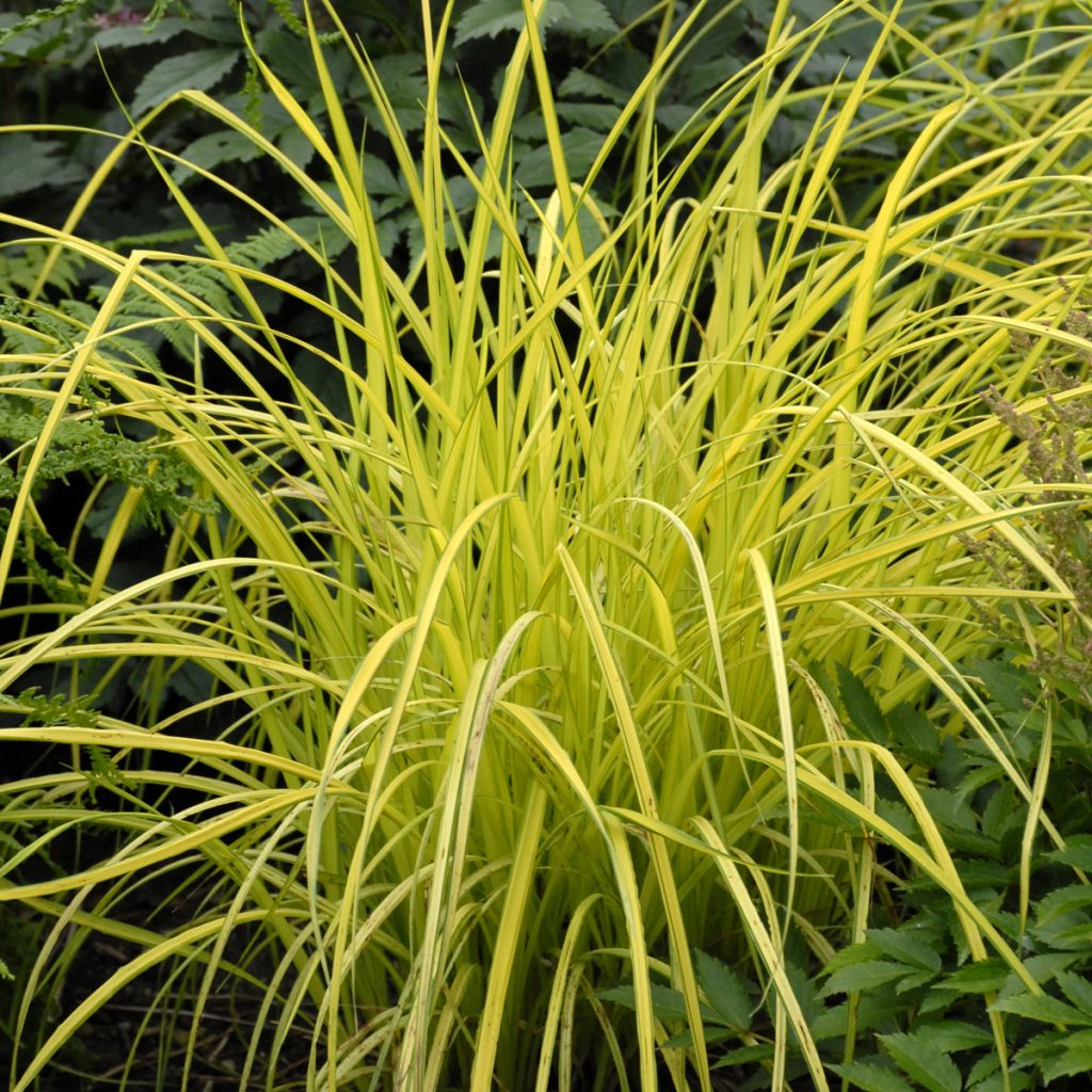Carex elata 'Bowles Golden' Walters