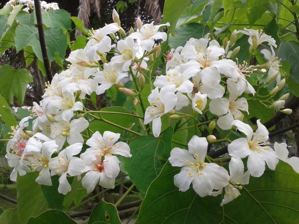 Catalpa Tree