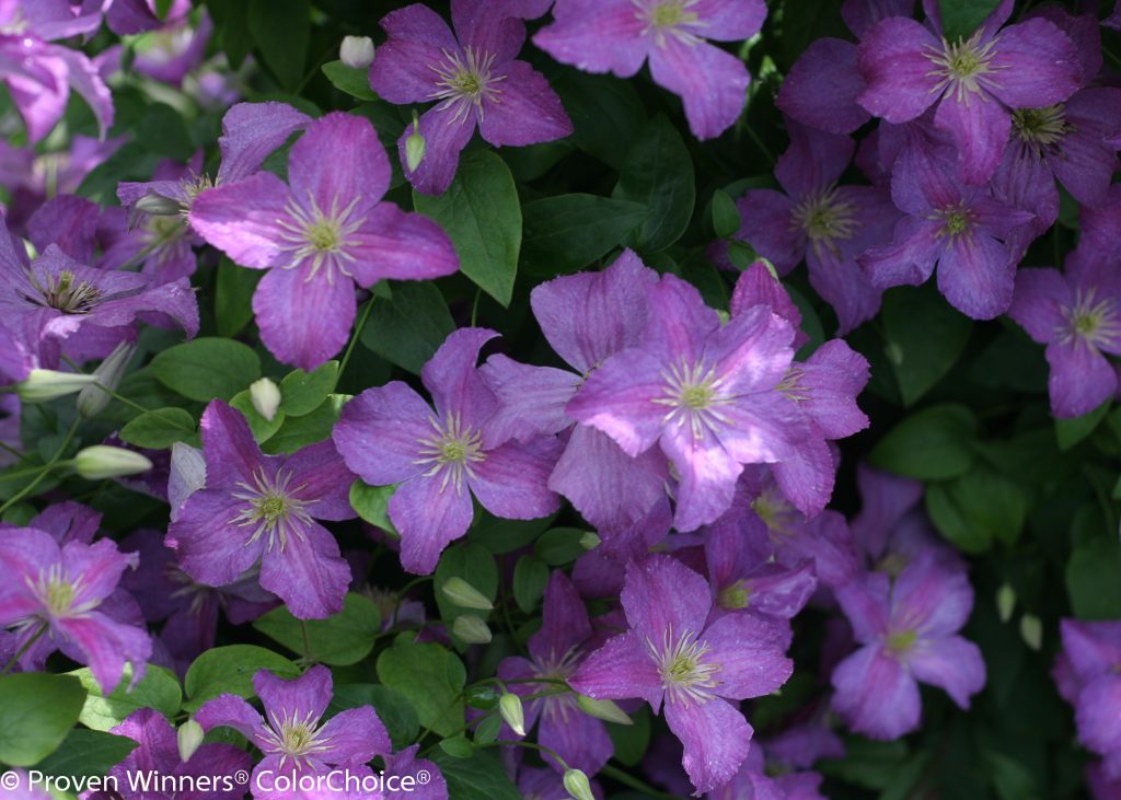 Clematis Jolly Good Proven