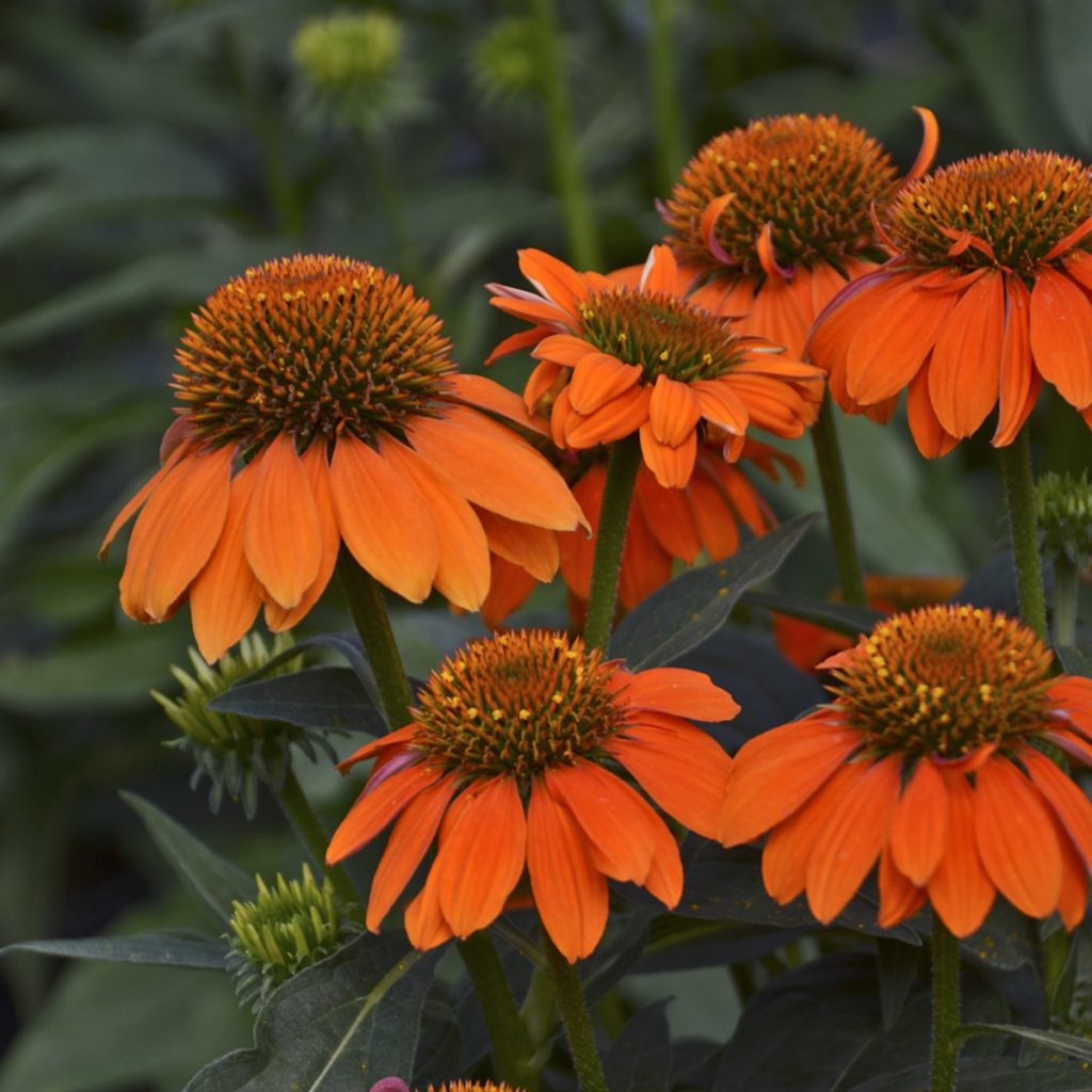 Coneflower SOMBRERO® Adobe Orange Walters