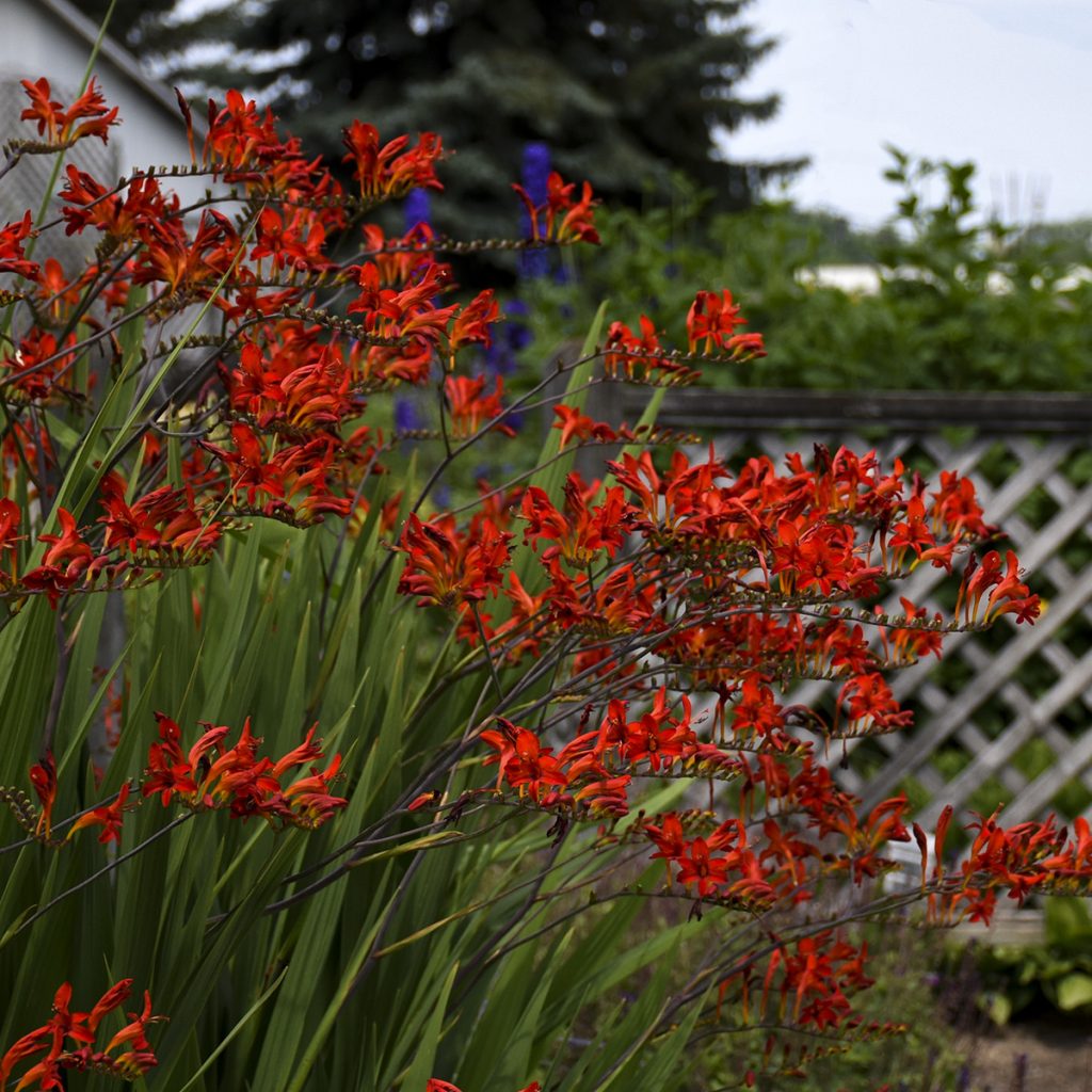 Crocosmia 'Lucifer' Walters