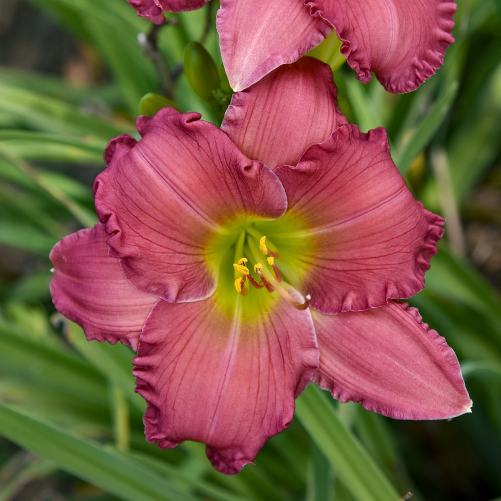 Day Lily'Passionate Returns' Walters
