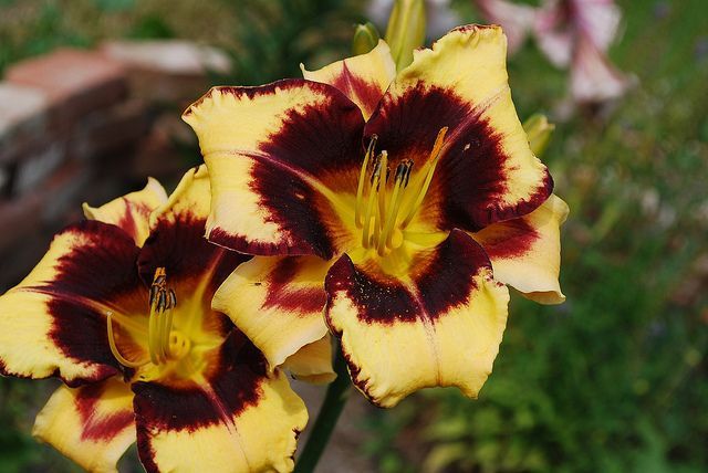 Daylily Calico Jack Danielle Carrier