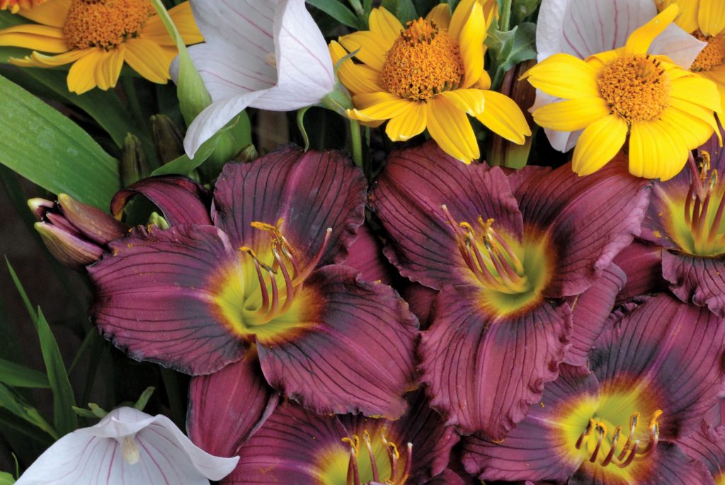 Daylily Little Grapette Ball