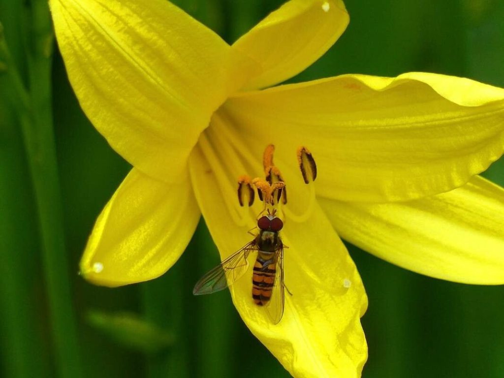 Daylily Yellow lollipop