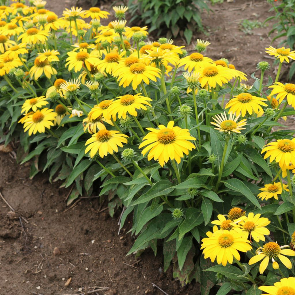 Echinacea SOMBRERO® LEMON YELLOW IMPROVED Ball Horticultural