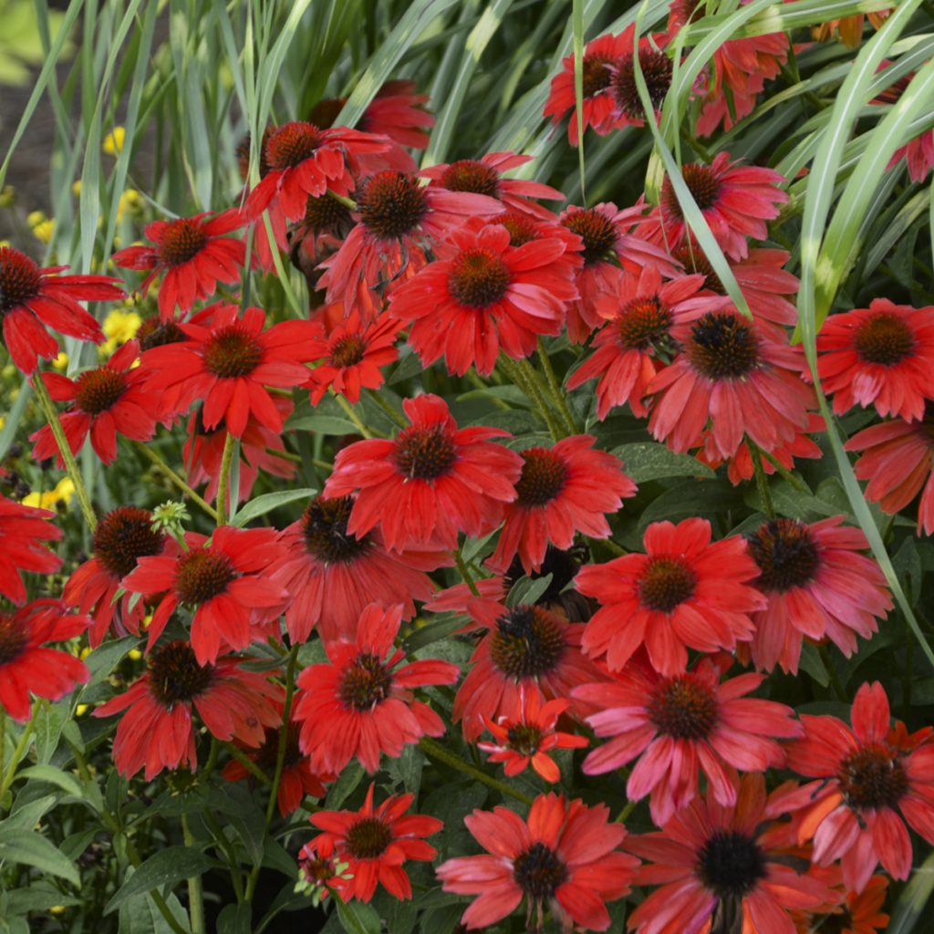 Echinacea SOMBRERO® SALSA RED Walters