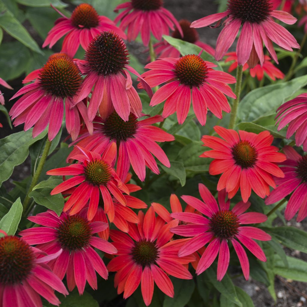 Echinacea SUMMERSONG™ Firefinch™ Walters