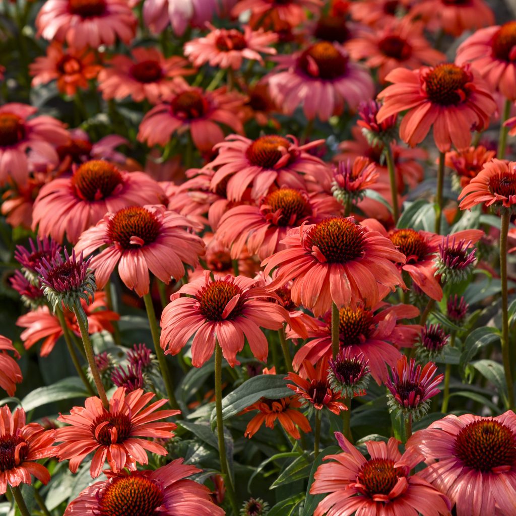 Echinacea 'Tanager' Walters
