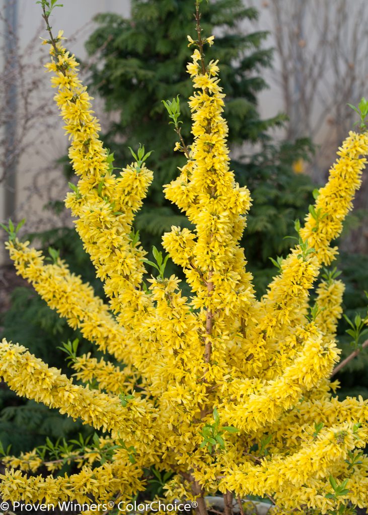 Forsythia Show Off Proven Winners