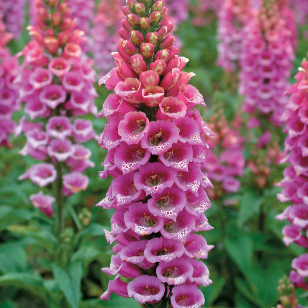 Foxglove 'Candy Mountain' Walters