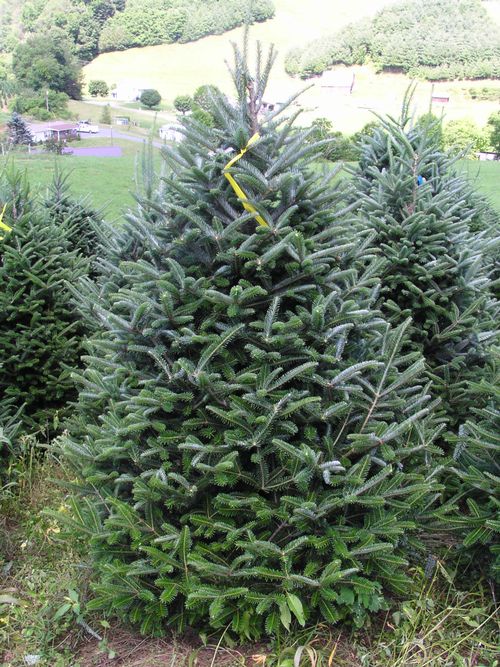Fraser fir Bert Cregg and Jill O'Donnell