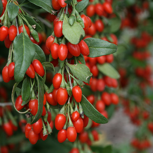 Goji Berry Proven Winner