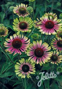 Green Twister Coneflower