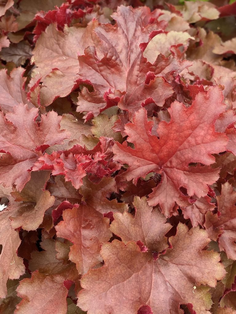 HEUCHERA INDIAN SUMMER CHERRY BERRY Ball