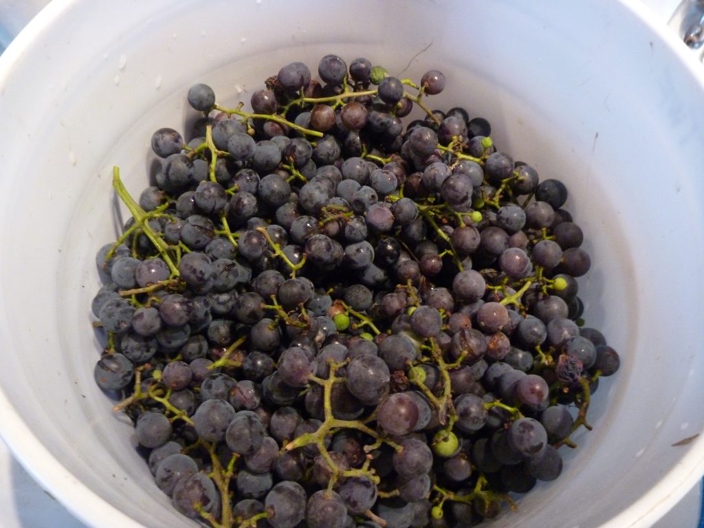 Harvested Concord Grapes