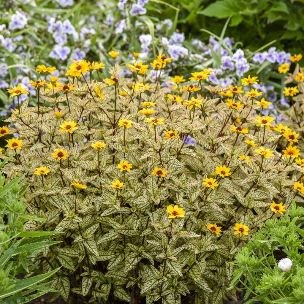 Heliopsis 'Touch of Blush' Walters Gardens