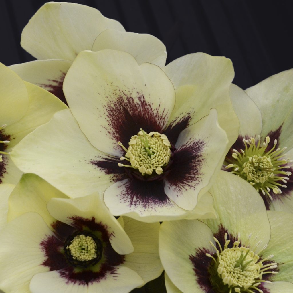 Helleborus 'Spanish Flare' Walters