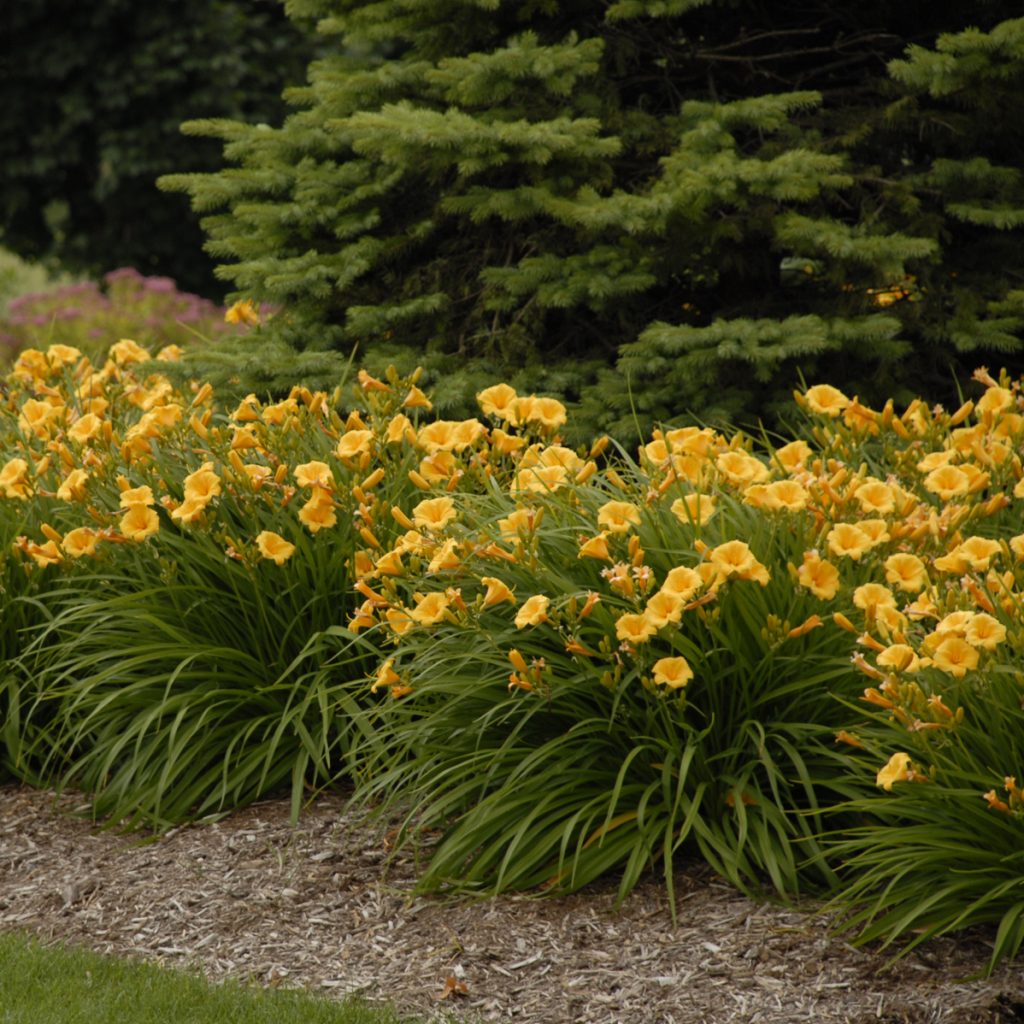 Hemerocallis 'Stella de Oro' 0000 high res
