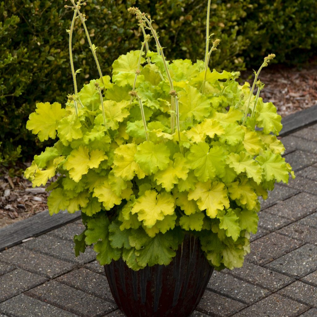 Heuchera 'Lemon Love' Walters