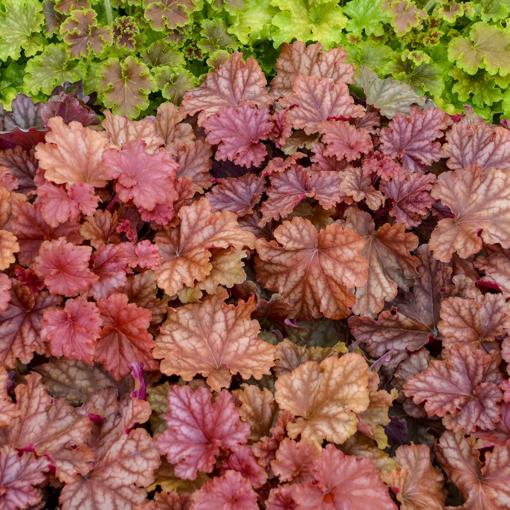 Heuchera 'Peachberry Ice' Walters