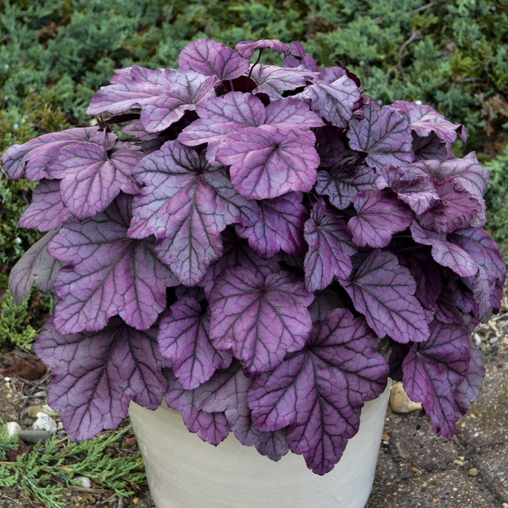Heuchera 'Pink Panther' Walters