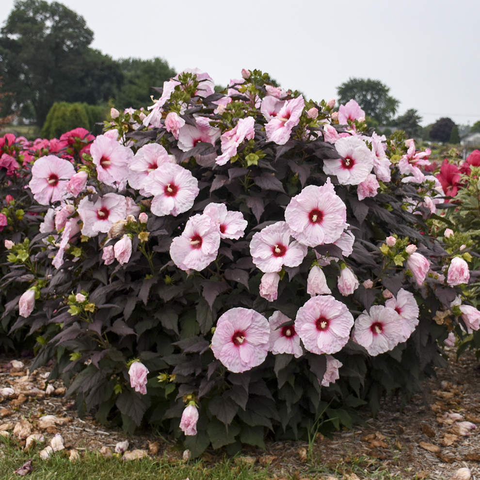 Hibiscus 'Dark Mystery' Walters