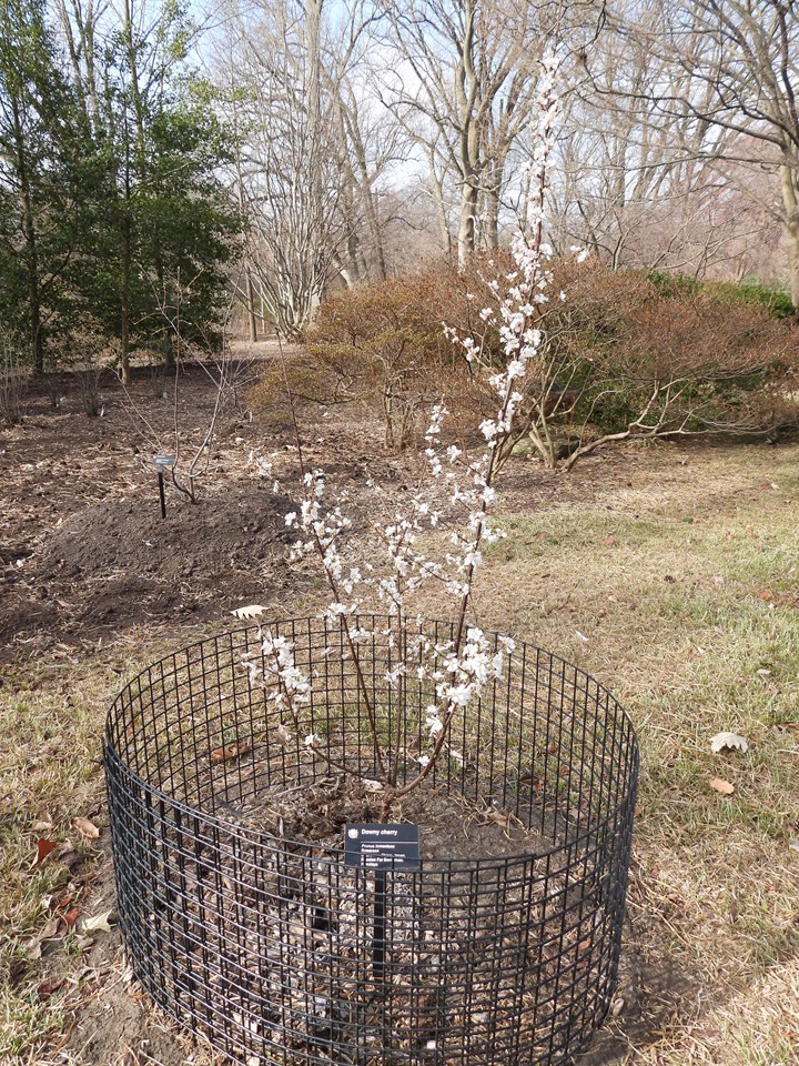 Ian Nanking Cherry Missouri