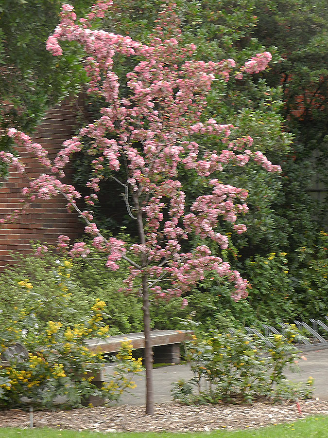 Indian Summer Crab Oregon State