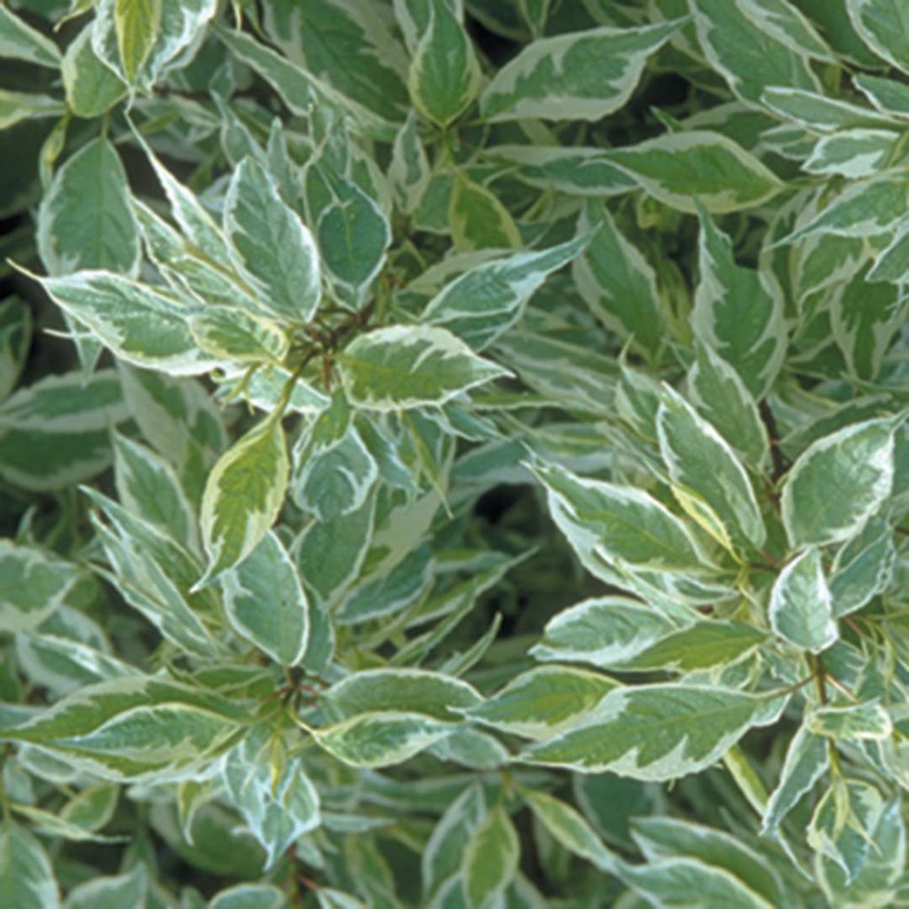 Ivory Halo Red Twig Dogwood Spring Meadow