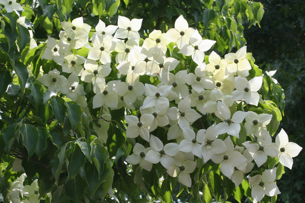 Kousa Dogwood Bailey