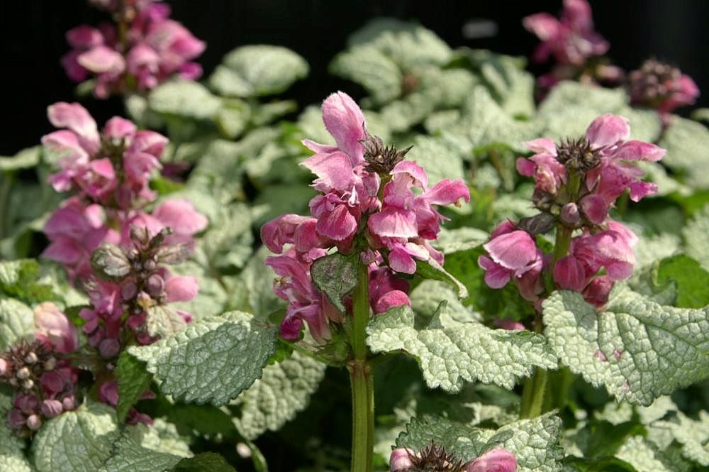 Lamium maculatum Beacon Silver 1zz