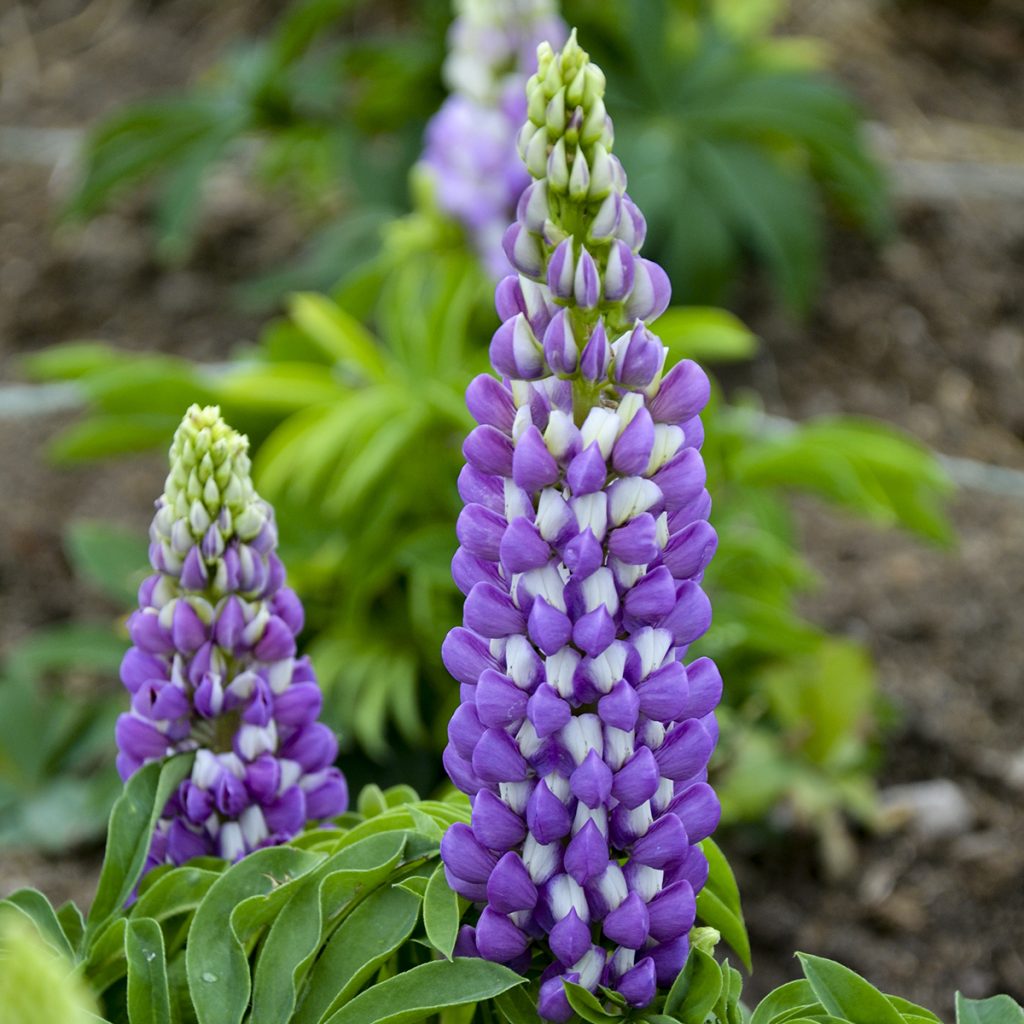 Lupine Blue Bicolor Walters