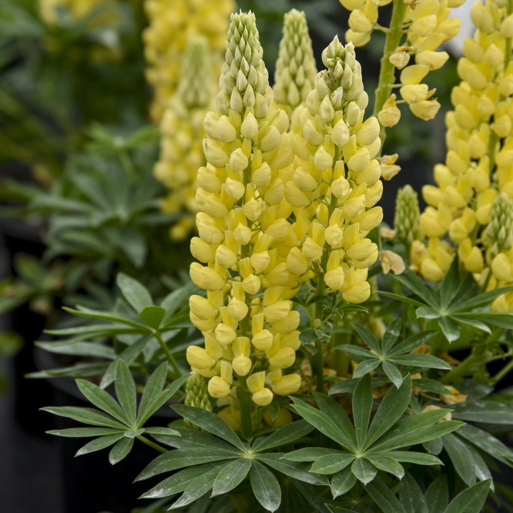 Lupine Yellow Walters