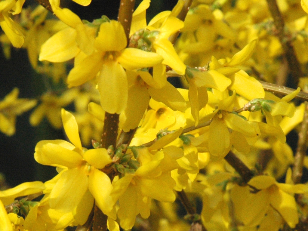 Lynwood Gold Forsythia1