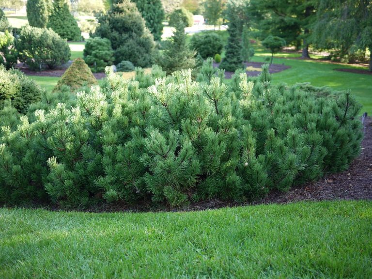 Pine Mugo - Wild Juniper Nursery