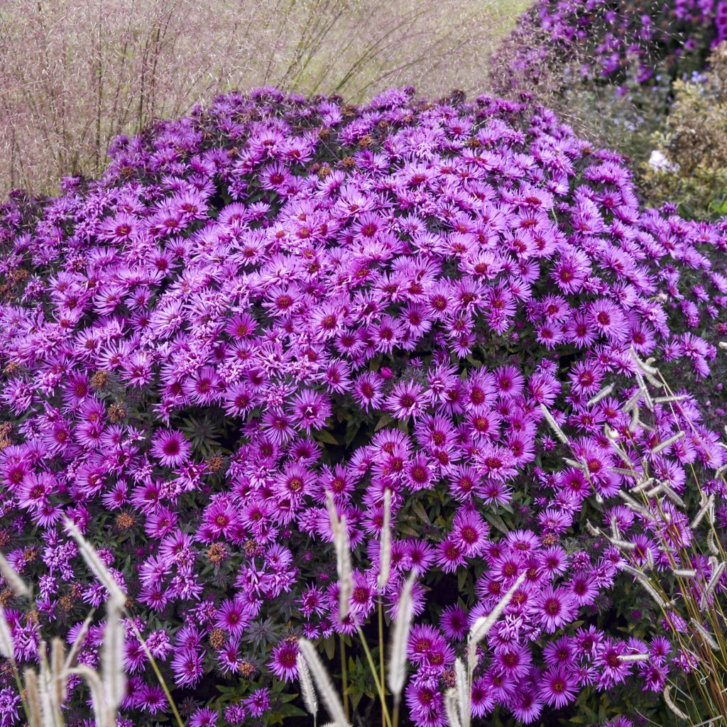 Pink Crush Aster Walters
