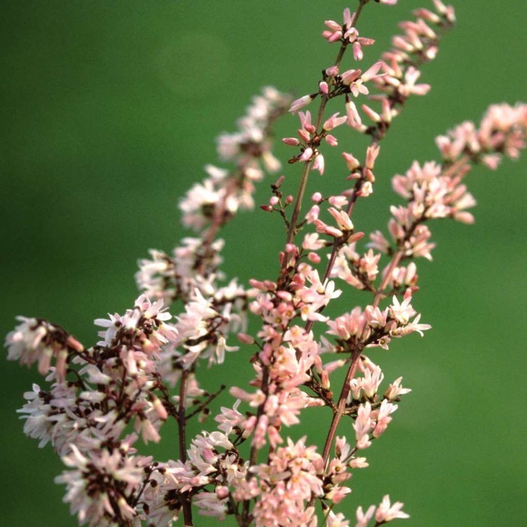 Pink Forsythia Spring Meadows