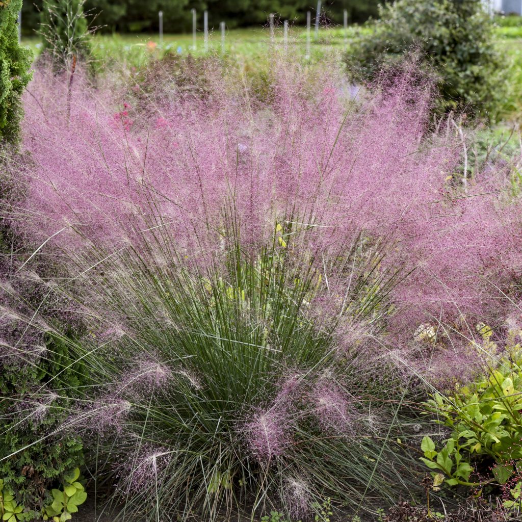 Pink Muhley Grass Walters